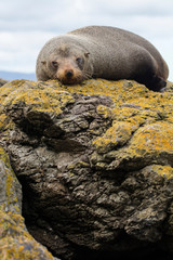 Wild fur seal sleeping on top of a rock covered in yellow moss in the coast of the city of Wellington, New Zealand  