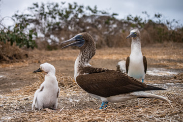 Blue-footed Booby (sula nebouxii) on Isla de la Plata, Ecuador