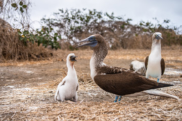 Blue-footed Booby (sula nebouxii) on Isla de la Plata, Ecuador