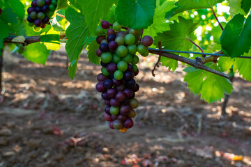 A  close up of ripening wine grapes in an Oregon vineyard, sun shining through leaves on the vines. 