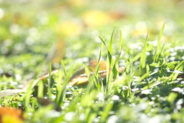 Young green grass in sunny day