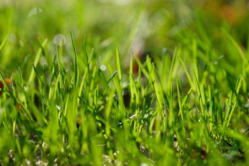 Young green grass in sunny day