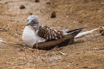 Blue-footed Booby (sula nebouxii) on Isla de la Plata, Ecuador