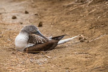 Blue-footed Booby (sula nebouxii) on Isla de la Plata, Ecuador