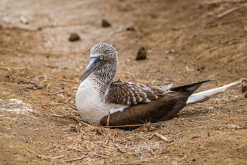 Blue-footed Booby (sula nebouxii) on Isla de la Plata, Ecuador