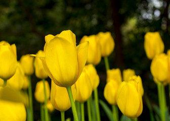 Yellow tulips in park