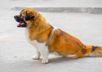 A yellow-and-white dog on the concrete floor