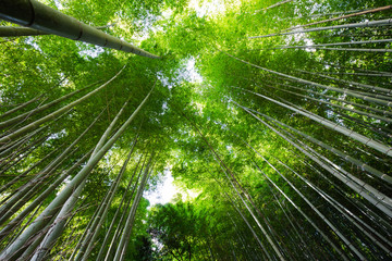 Bamboo grove, bamboo forest at Arashiyama, Kyoto, Japan.