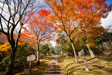 Arashiyama, Kyoto / Japan - 03 December 2015: Autumn leaves in Arashiyama Kyoto, Japan