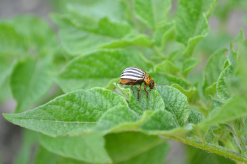 Colorado potato beetle eating green leaves of potato (Leptinotarsa decemlineata)