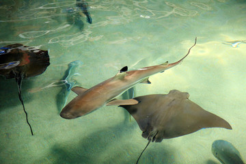 elevated view of shark and stingray fish swimming together