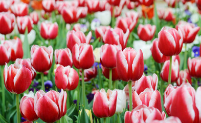 Fototapeta premium Edged white tulips at park