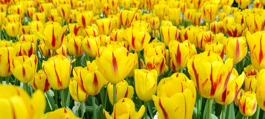 Close up of washington tulips at park