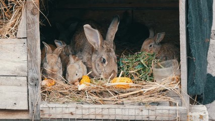 Beautiful funny little young rabbit cubs and their mom eat grass in a cage on the farm.