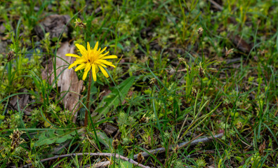 Spring background with beautiful yellow flowers