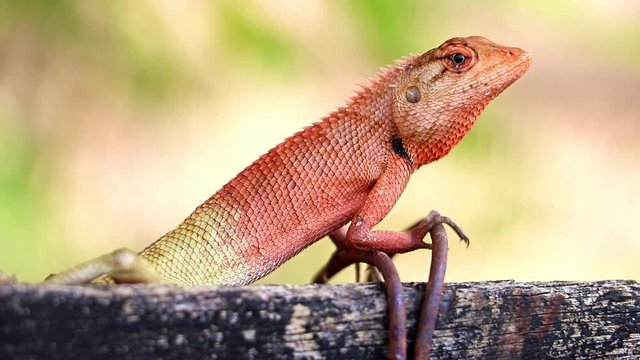 Oriental garden lizard (Calotes versicolor) on railing in farm, Thailand.