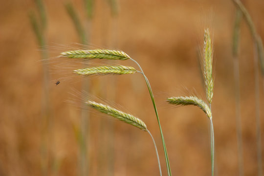 Getreidehalme vor Getreidefeld