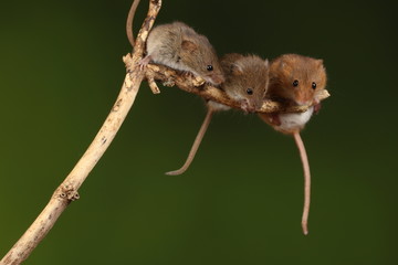 harvest mice exploring and eating while looking cute