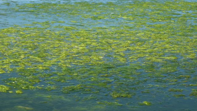 Contaminated Black Sea coast with green algae