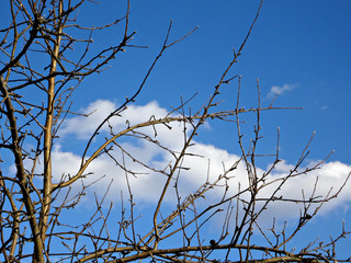 a white cloud in the blue sky hidden behind the branches of a tree as if behind bars