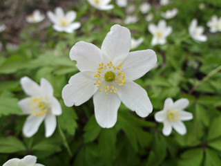 Obraz premium Beautiful white flowers. In the foreground is one big flower, in the background are his friends. The photo shows a lot of green and white