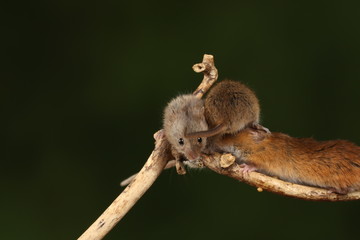 harvest mice exploring and eating while looking cute