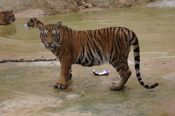 Tiger Temple in Thailand