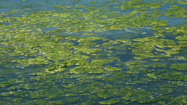 Contaminated Black Sea coast with green algae