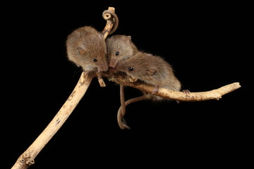 harvest mice exploring and eating while looking cute