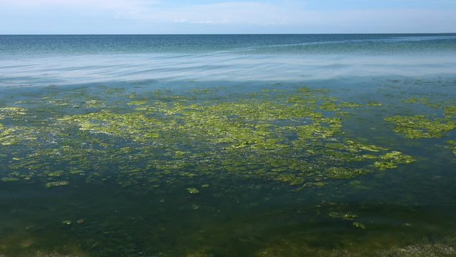Contaminated Black Sea coast with green algae