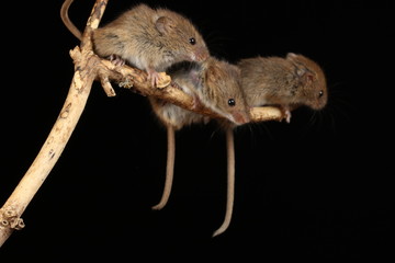 harvest mice exploring and eating while looking cute