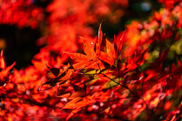 close-up colorful fall foliage in sunny day. beautiful autumn landscape background