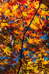 close-up colorful fall foliage in sunny day. beautiful autumn landscape background