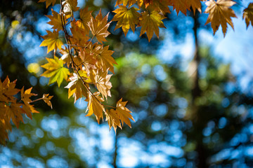 close-up colorful fall foliage in sunny day. beautiful autumn landscape background