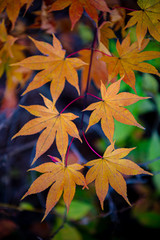 Naklejka na ściany i meble close-up colorful fall foliage in sunny day. beautiful autumn landscape background
