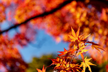 close-up colorful fall foliage in sunny day. beautiful autumn landscape background