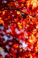 close-up colorful fall foliage in sunny day. beautiful autumn landscape background