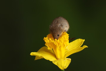 harvest mouse exploring a yellow daffodil flower
