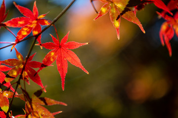 close-up colorful fall foliage in sunny day. beautiful autumn landscape background
