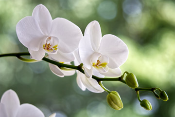 Naklejka na ściany i meble Orchideen