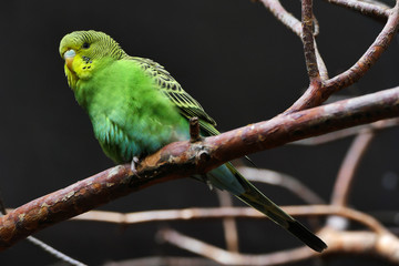 Yellow-green budgerigar (Melopsittacus undulatus) seed-eating parrot on dark background