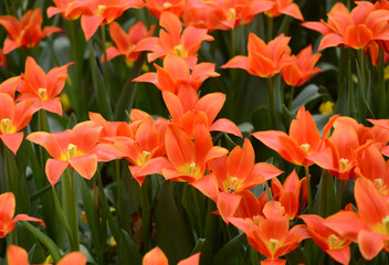 Blown orange tulips at park 
