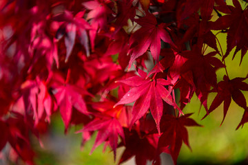close-up colorful fall foliage in sunny day. beautiful autumn landscape background