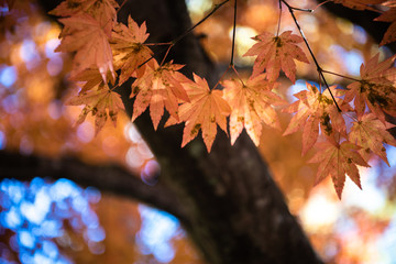 close-up colorful fall foliage in sunny day. beautiful autumn landscape background