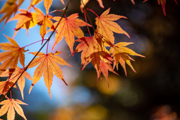 close-up colorful fall foliage in sunny day. beautiful autumn landscape background