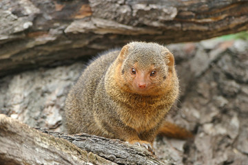 Common dwarf mongoose (Helogale parvula) small African carnivore