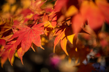 close-up colorful fall foliage in sunny day. beautiful autumn landscape background