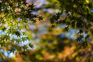 close-up colorful fall foliage in sunny day. beautiful autumn landscape background