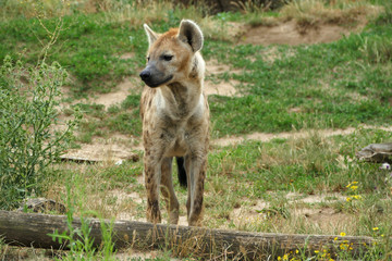 Spotted hyena (Crocuta crocuta) waiting for prey