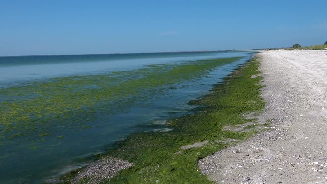 Contaminated Black Sea coast with green algae
